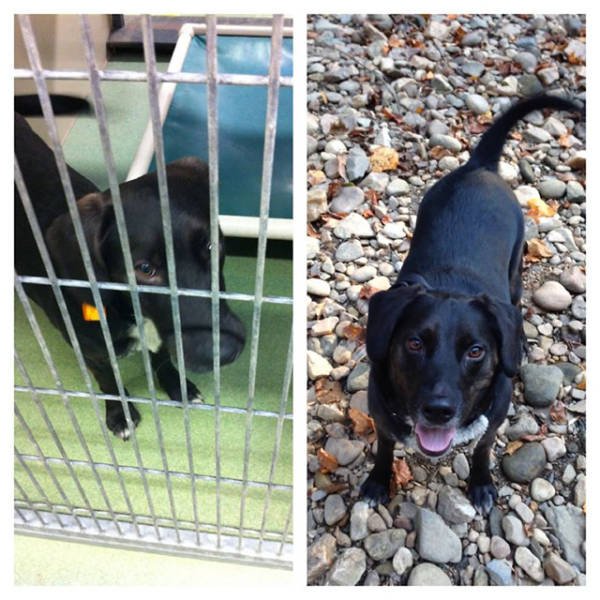 Dogs Before And After Adoption (21 pics)