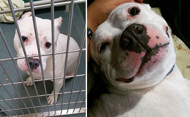 Dogs Before And After Adoption (21 pics)