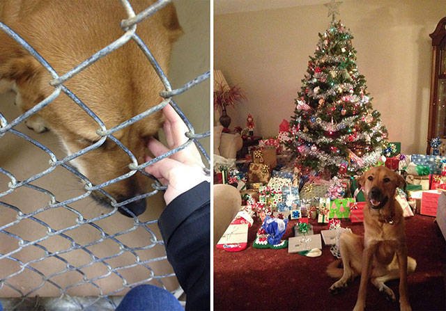 Dogs Before And After Adoption (21 pics)