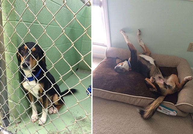 Dogs Before And After Adoption (21 pics)