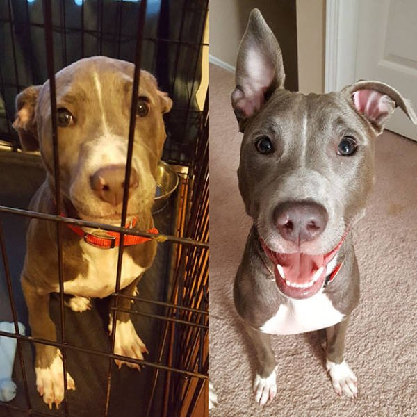 Dogs Before And After Adoption (21 pics)