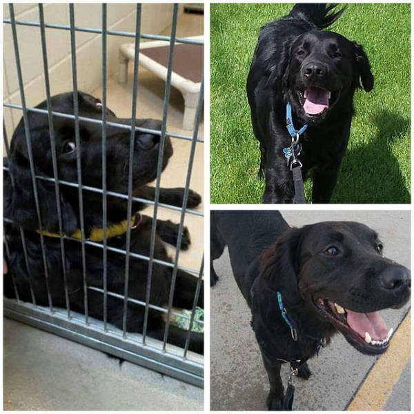 Dogs Before And After Adoption (21 pics)