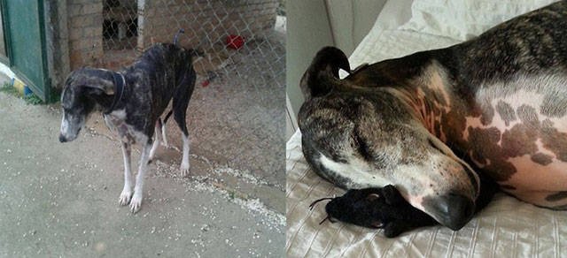 Dogs Before And After Adoption (21 pics)