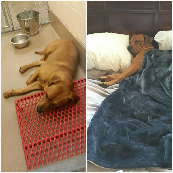 Dogs Before And After Adoption (21 pics)
