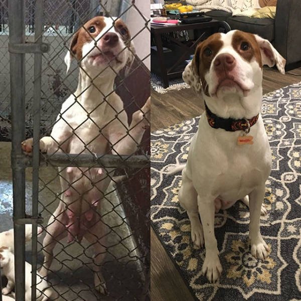 Dogs Before And After Adoption (21 pics)