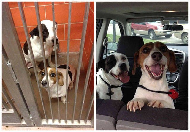 Dogs Before And After Adoption (21 pics)
