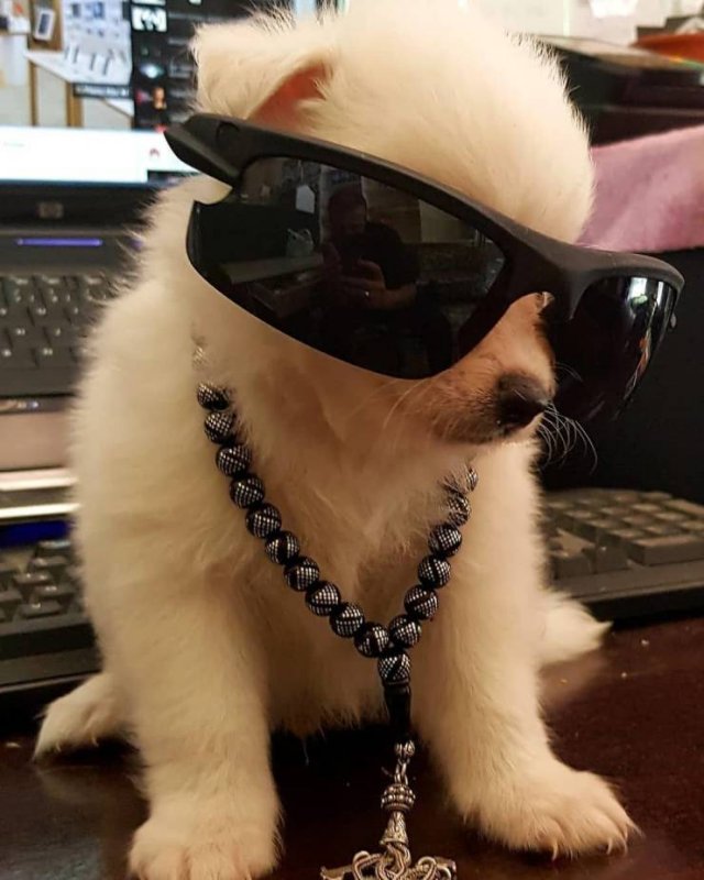 Funny Animals (58 pics)