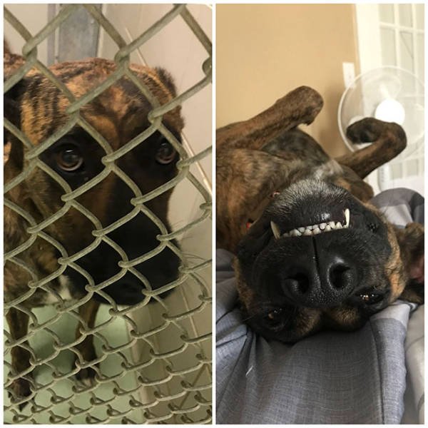 Dogs Before And After Adoption (21 pics)