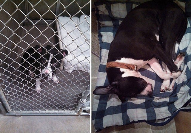 Dogs Before And After Adoption (21 pics)
