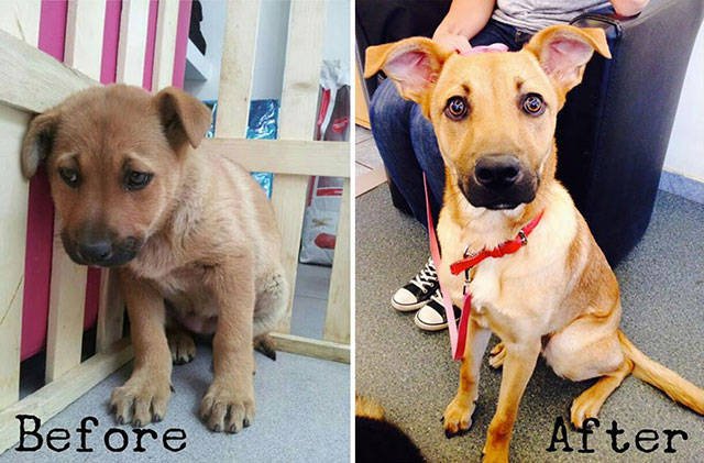 Dogs Before And After Adoption (21 pics)