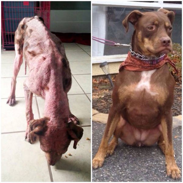 Dogs Before And After Adoption (21 pics)