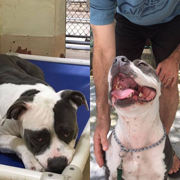 Dogs Before And After Adoption (21 pics)