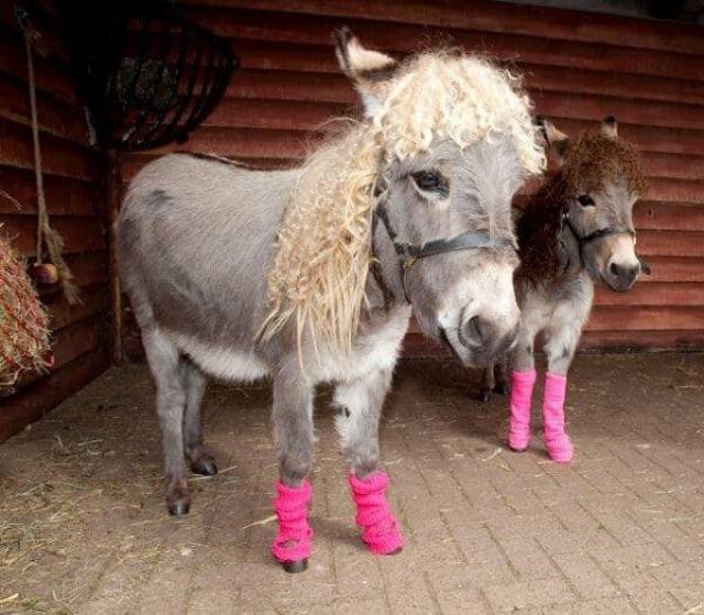 What Is Going On Here? (50 pics)