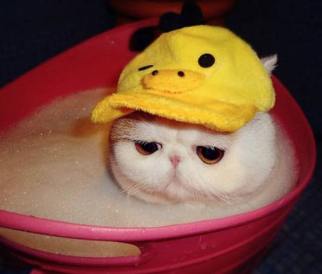 Funny Animals (39 pics)