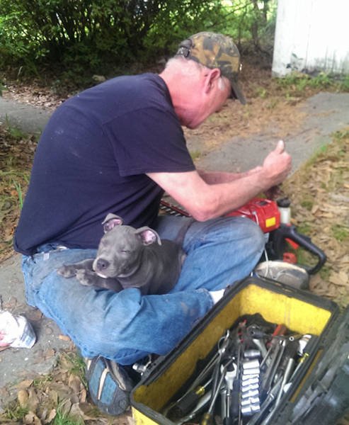They Don't Wants Dogs (19 pics) They Don't Wants Dogs (19 pics)