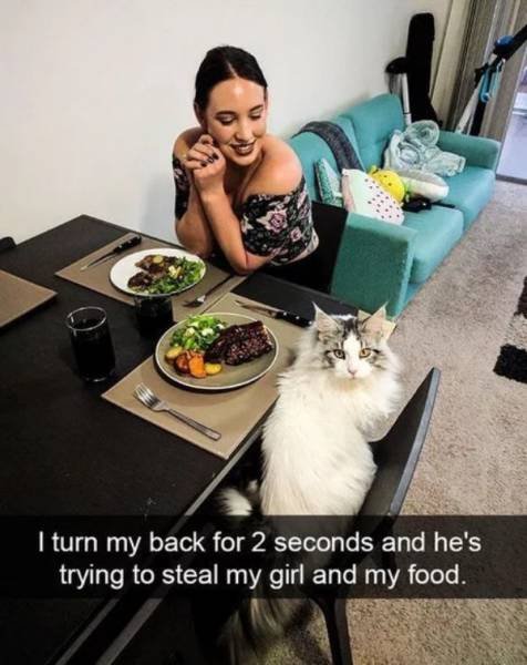Funny Animals (39 pics)