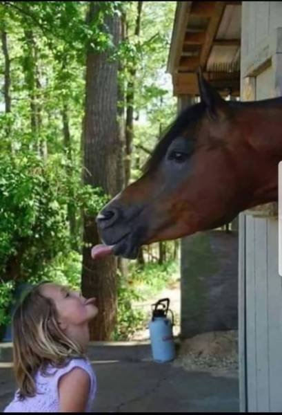 Funny Animals (39 pics)
