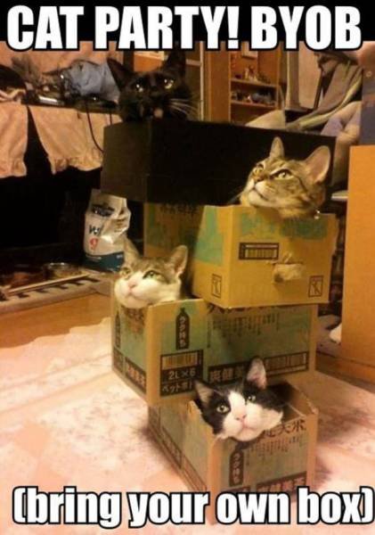 Funny Animals (39 pics)