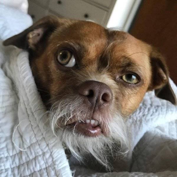 Funny Animals (39 pics)