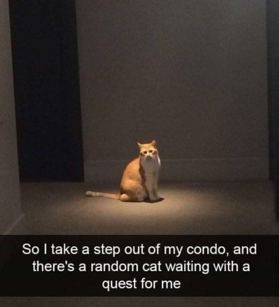 Funny Animals (39 pics)