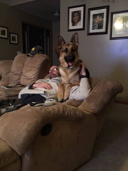 They Don't Wants Dogs (19 pics) They Don't Wants Dogs (19 pics)
