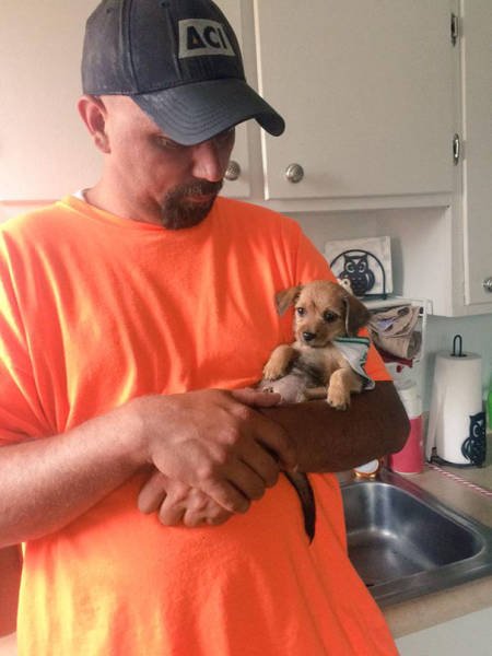 They Don't Wants Dogs (19 pics) They Don't Wants Dogs (19 pics)