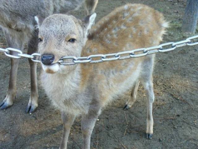 Funny Animals (39 pics)