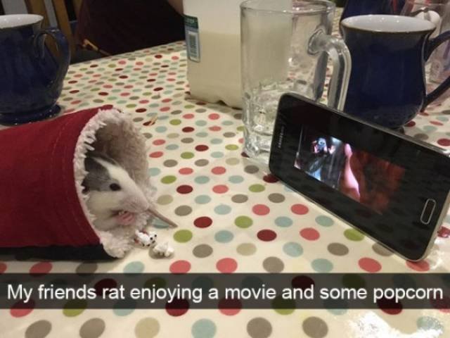 Funny Animals (39 pics)