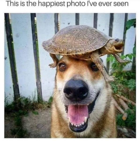 Funny Animals (39 pics)