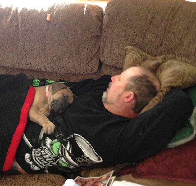 They Don't Wants Dogs (19 pics) They Don't Wants Dogs (19 pics)