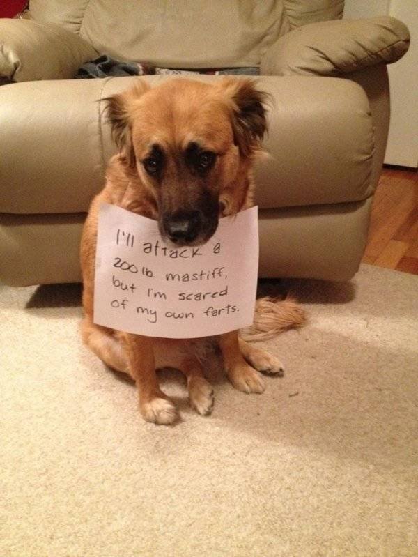 Funny Animals (39 pics)