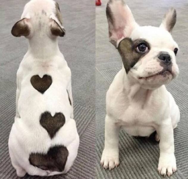 Funny Animals (39 pics)