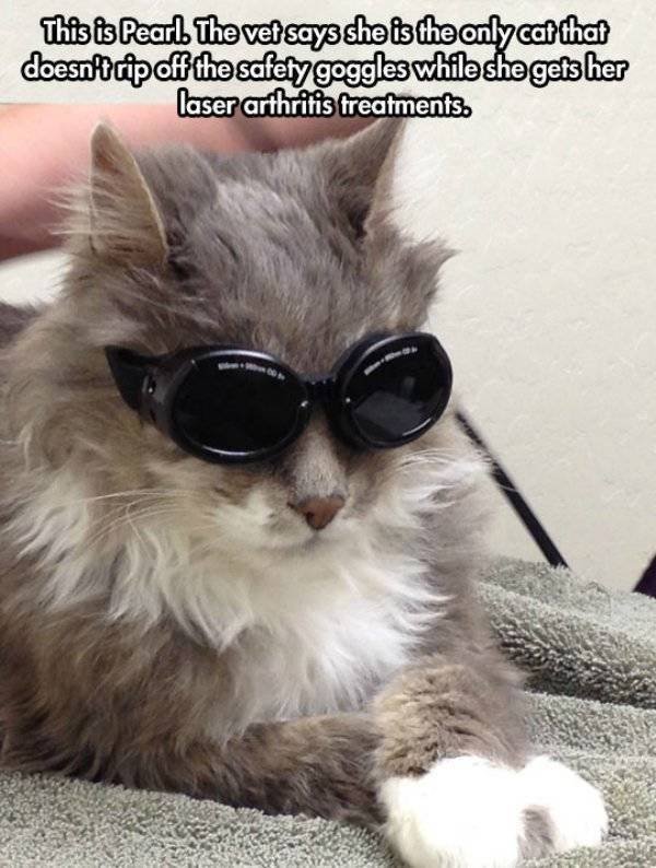 Funny Animals (39 pics)