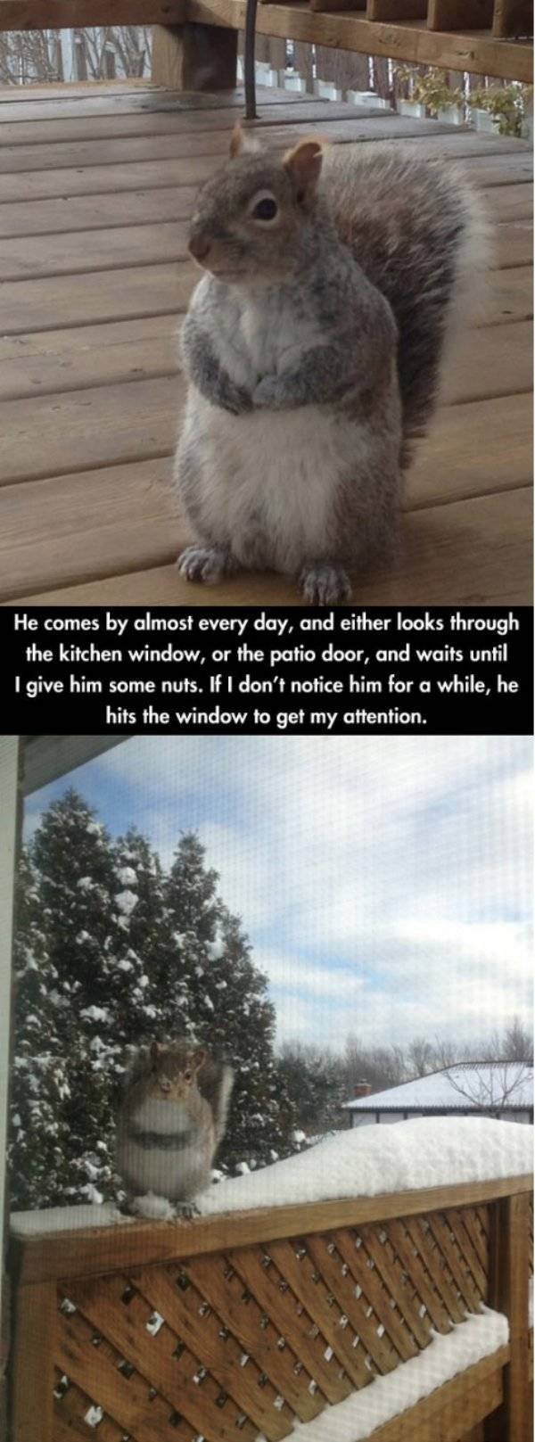 Funny Animals (39 pics)