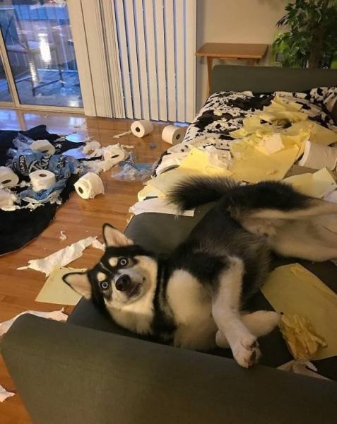 Funny Animals (39 pics)