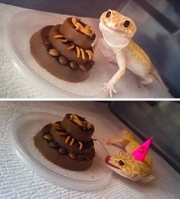 Funny Animals (39 pics)