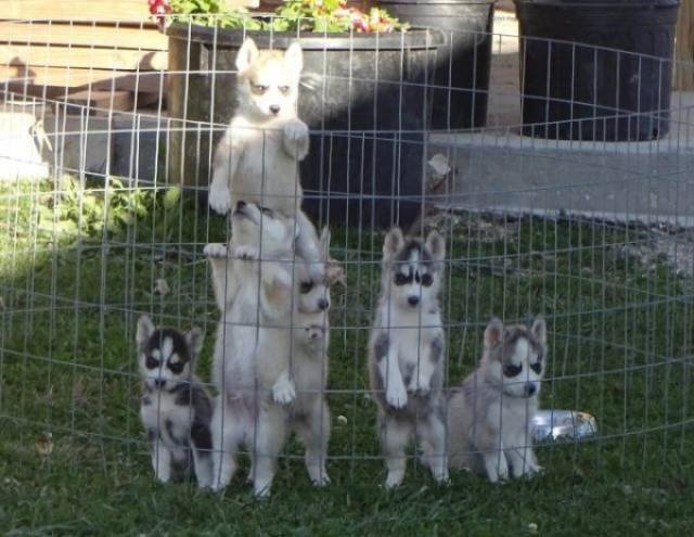 Funny Animals (39 pics)