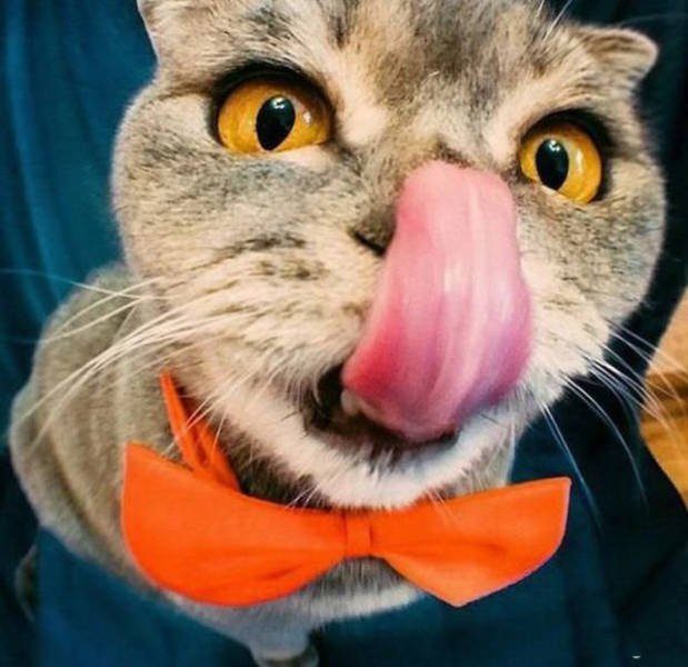 What Is Going On Here? (43 pics)