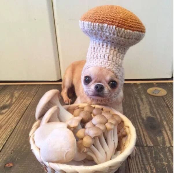Funny Dogs (26 pics)