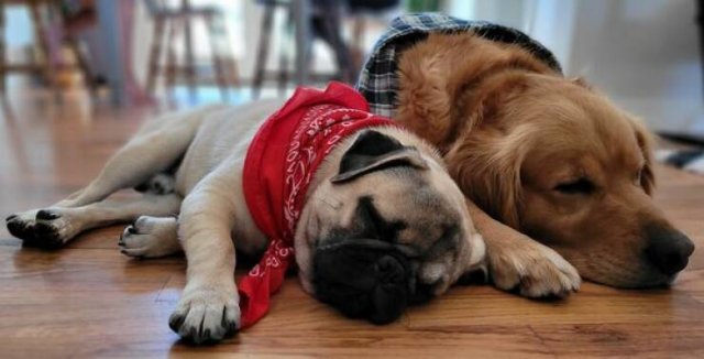 Funny Dogs (26 pics)