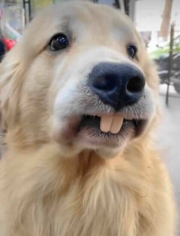 Funny Dogs (26 pics)