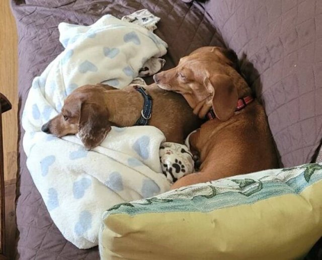 Funny Dogs (26 pics)