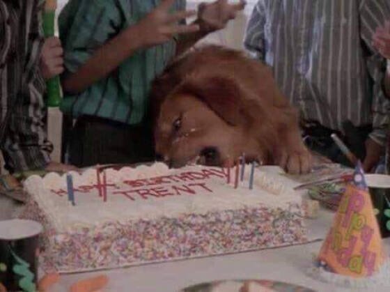 Funny Dogs (26 pics)