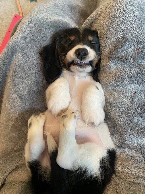Funny Dogs (26 pics)