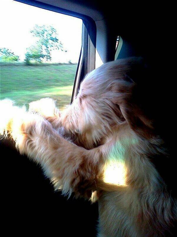 Funny Dogs (26 pics)