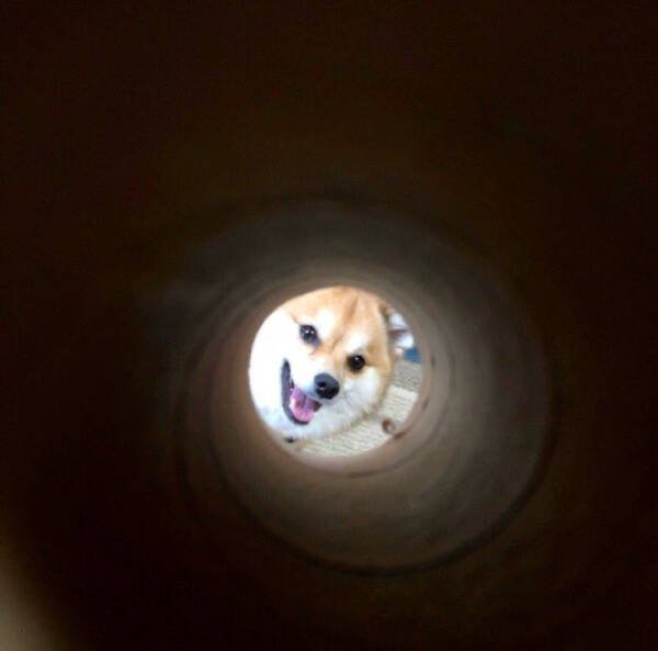 Funny Dogs (26 pics)