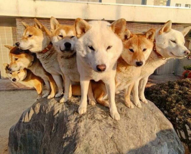 Funny Dogs (26 pics)