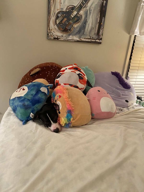 Funny Dogs (26 pics)