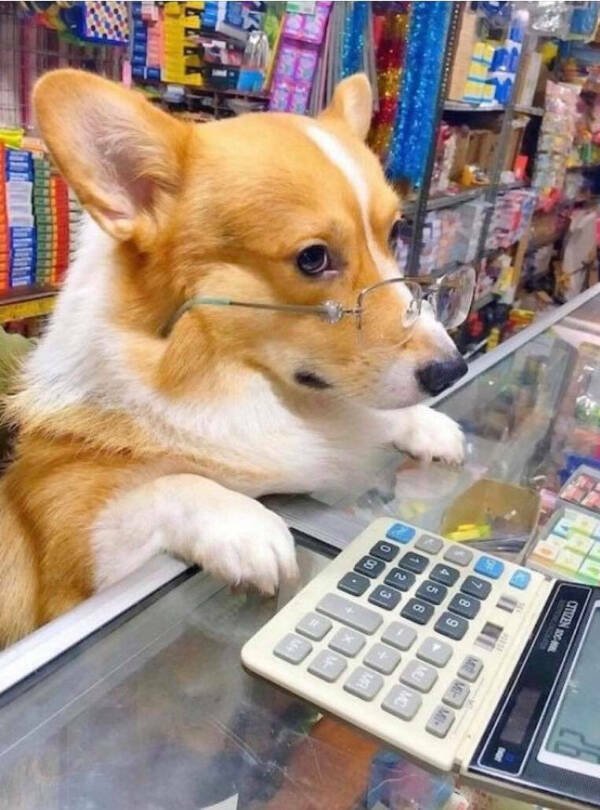 Funny Dogs (26 pics)