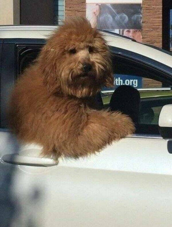Funny Dogs (26 pics)